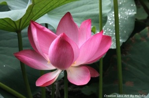Lovely Lotus flower