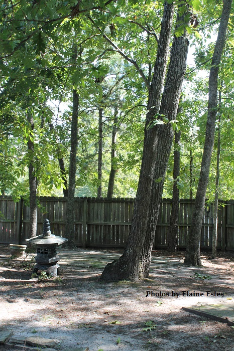 One trunk, two trees