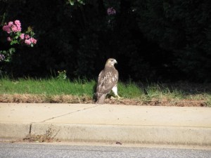 A Hawk standing on the side of the road.