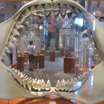 View from inside a shark's jaws.