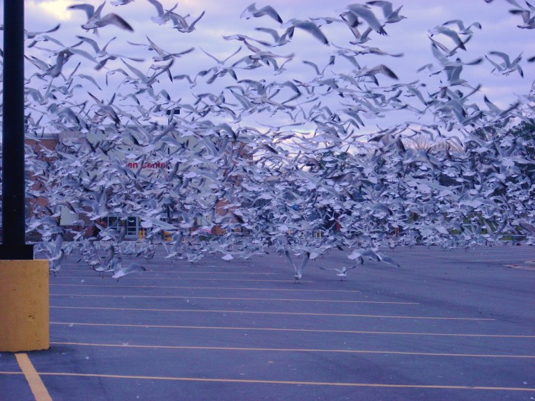 Thousands of Seagulls 