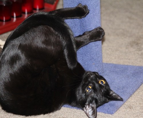 Norie and scratching post