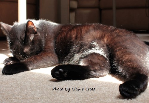 Black cat sleeping in sunshine.