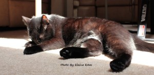 Black cat sleeping in sunshine.