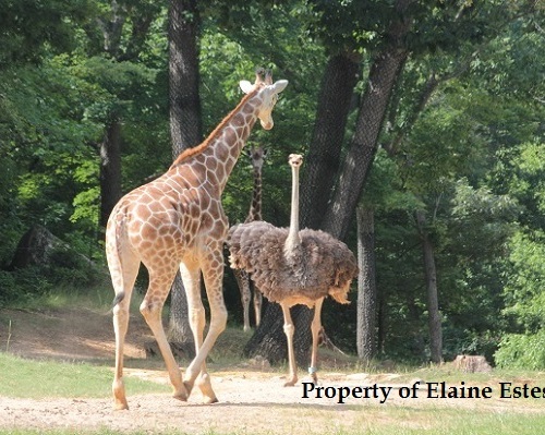 Giraffe approaches ostrich as ostrich gets ready!