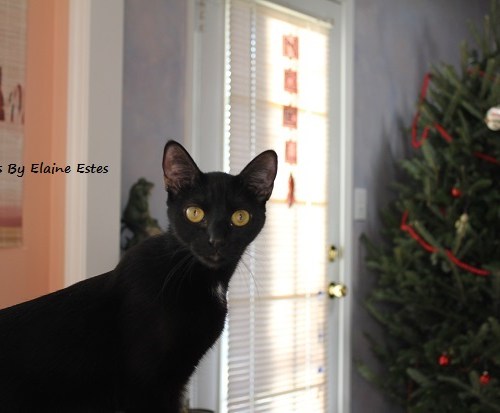 Black cat with golden eyes.