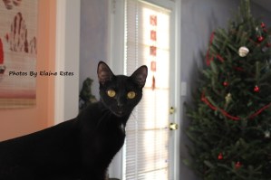 Black cat with golden eyes.