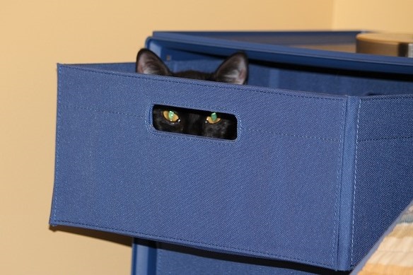 Black cat looking out from a drawer.