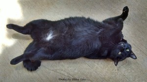 Black cat on her back in the sunshine.