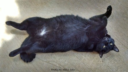 Black cat on her back in the sunshine.