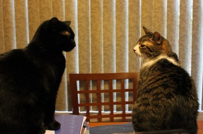 I do not want to play!