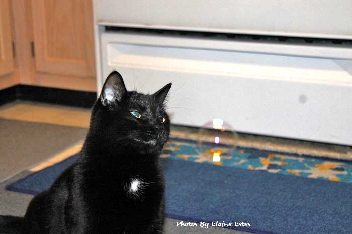 Black cat smiling at bubbles.