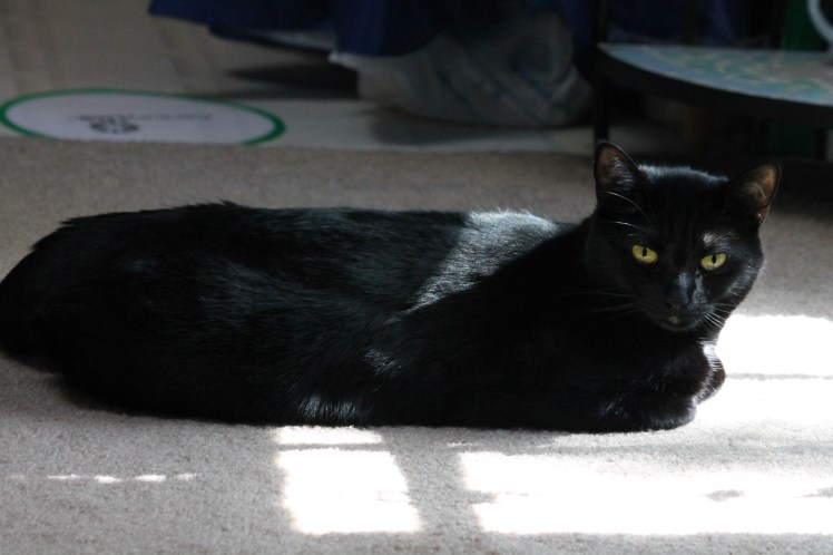 Black cat at rest