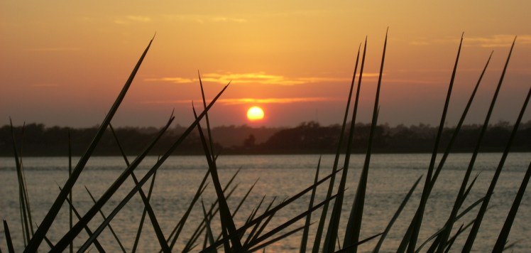 Sunrise through yuccas