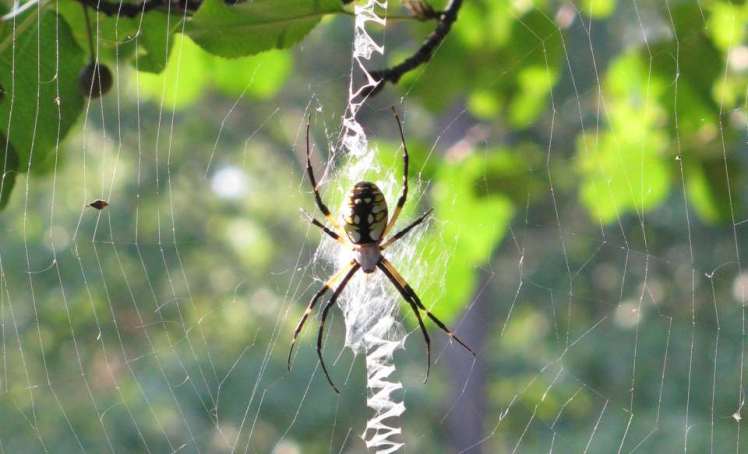 Creepy big spider in web
