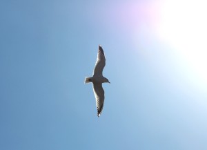 Wings in the sunlight