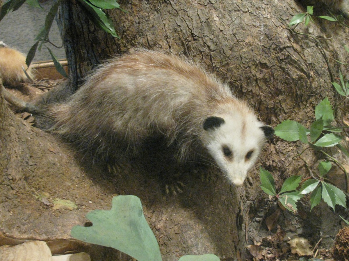 The Opossum’s Tail&nbsp;Tale