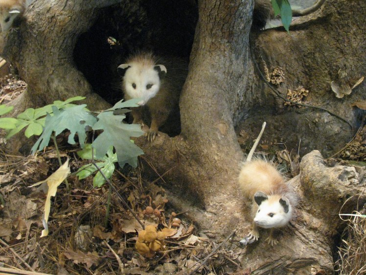 Opossum Family @ NC Museum of Science 090