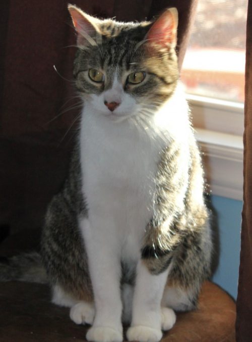 gray and brown tabby