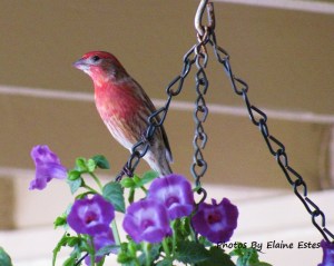 Red house finch on hanging planter