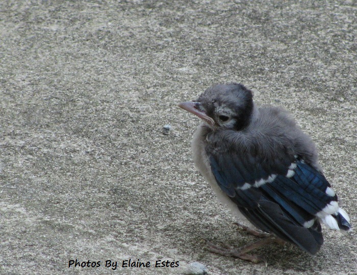 Baby Blue Jay