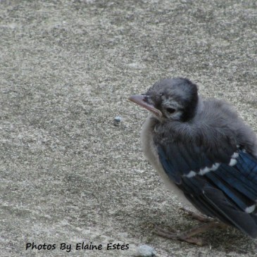 Baby Blue Jay 