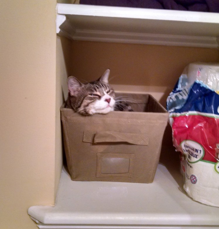 Sister, comfy on a bathroom shelf.