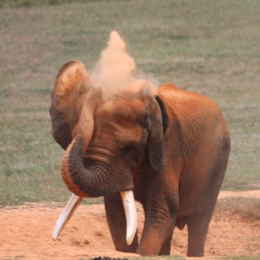 Elephant dustbathing at Asheboro Zoo
