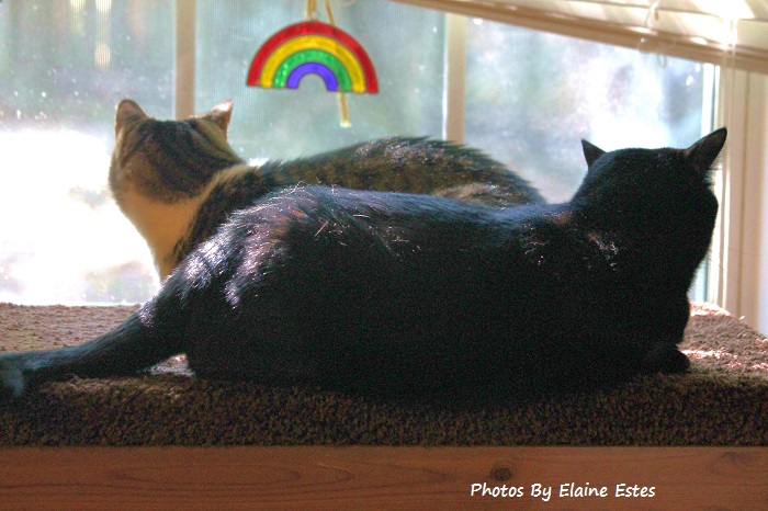 Two cats in the window.