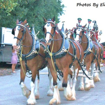 Budweiser Clydesdales in full regalia.