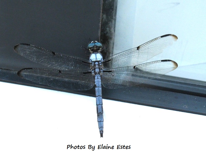 Blue Dragonfly