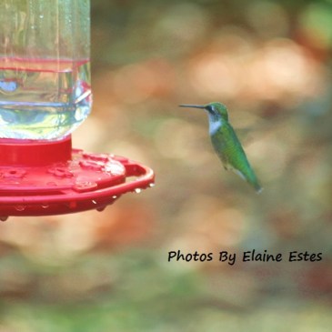 Hummingbird
