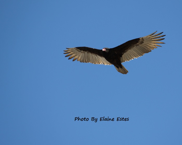 Vulture in Flight