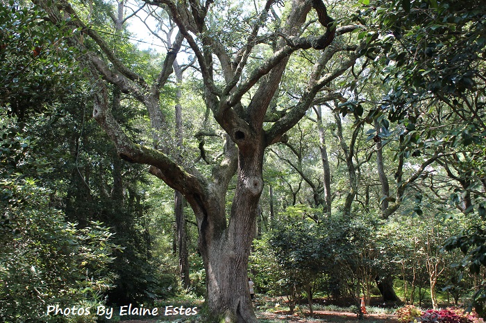 Very old Live Oak at Elizabethan Gardens