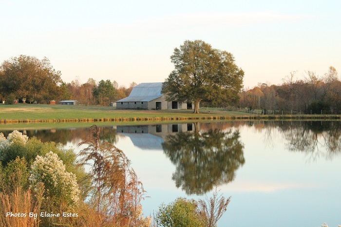 Lovely tree, barn and sky on a pond.
