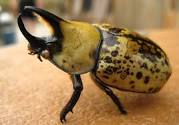 Eastern Hercules Beetle