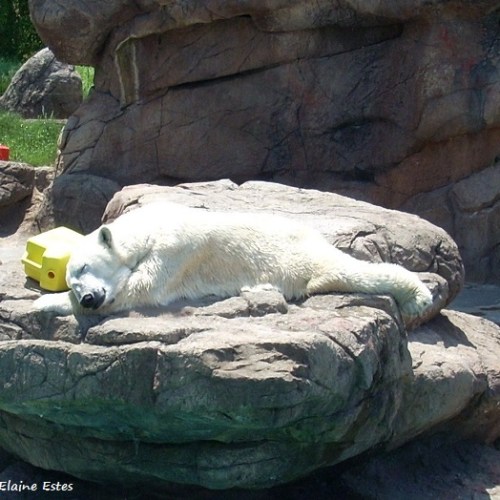 Asheboro Zoo Polar Bear asleep.