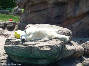 Asheboro Zoo Polar Bear asleep.