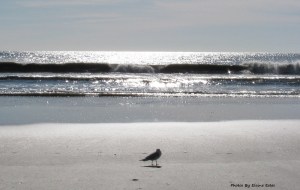 Lone seagull on beach