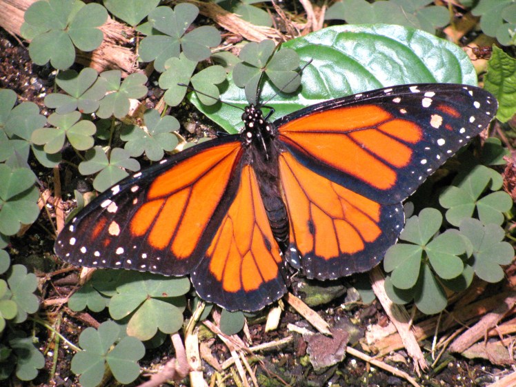 Monarch Butterfly