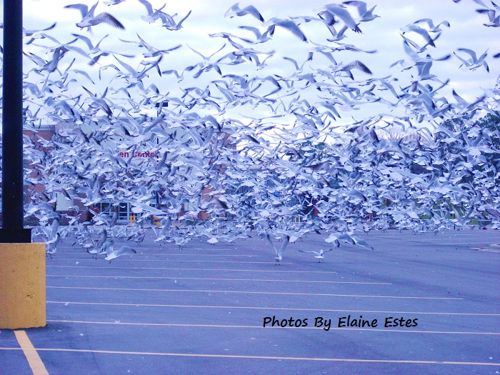 Thousands of seagulls in Holly Springs, NC