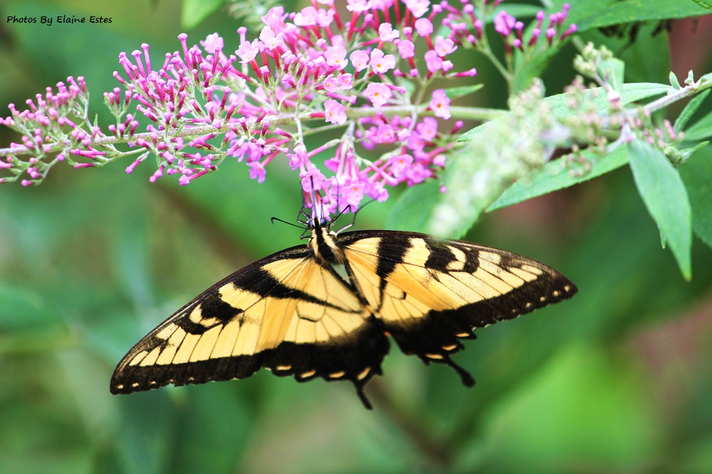 Yellow and black butterfly.