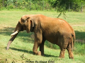 Elephant at Asheboro Zoo