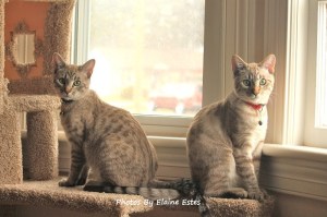 Bengal/Siamese brothers..