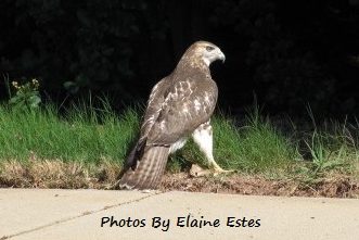 Hawk hunting in grass.