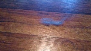 Clump of grey cat hair.