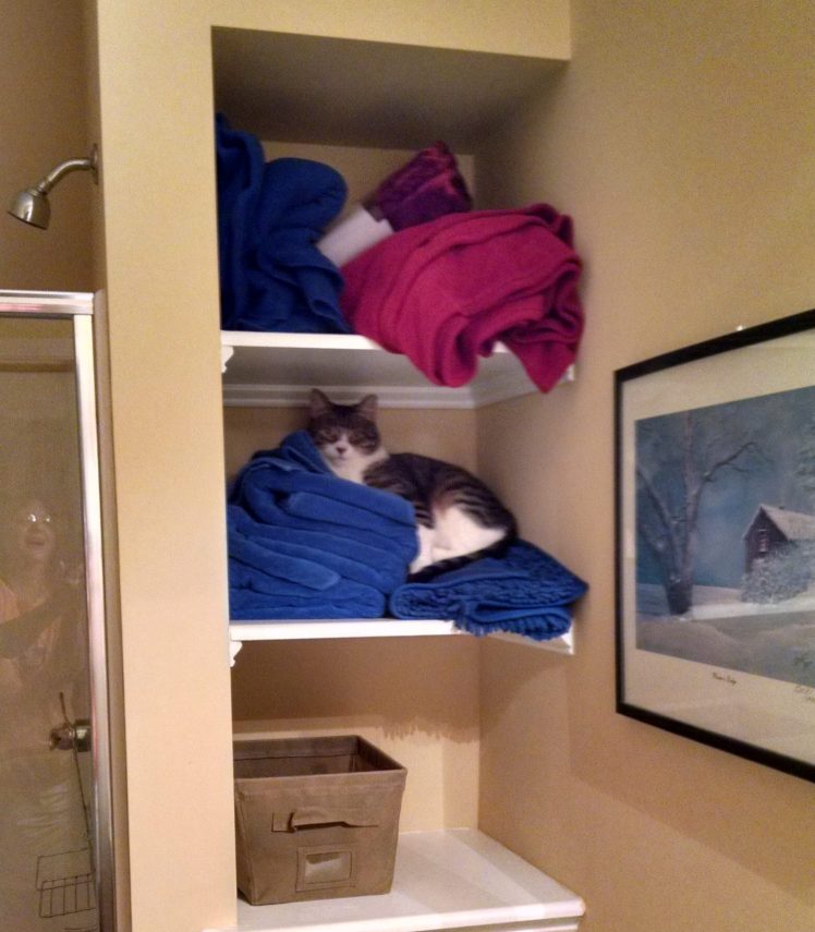 Tired of the box seen in previous picture, Sister demonstrates her amazing jumping skills by jumping from the toilet tank to the second shelf.