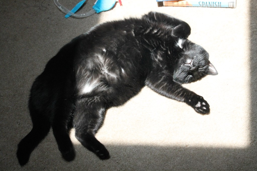 Black cat asleep in sunshine.