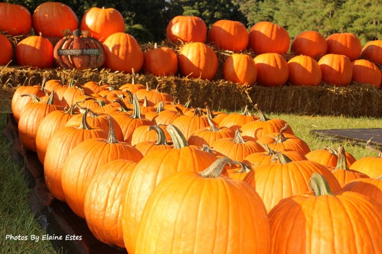 Fall Pumpkins