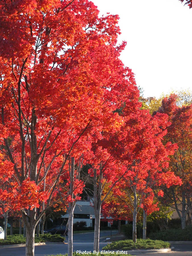 Beauty of Fall Leaves